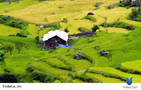 Vẻ Đẹp Trên Những Cung Đường Lúa Vàng Đông - Tây Bắc - Ảnh 1