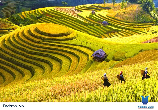 Vẻ Đẹp Trên Những Cung Đường Lúa Vàng Đông - Tây Bắc - Ảnh 4