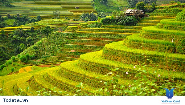 Vẻ Đẹp Trên Những Cung Đường Lúa Vàng Đông - Tây Bắc - Ảnh 5