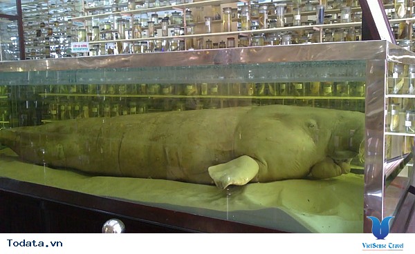 Viện Hải Dương Học Nha Trang - Ảnh 4