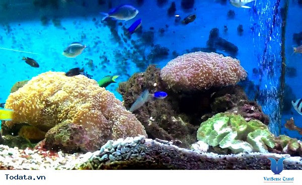 Viện Hải Dương Học Nha Trang - Ảnh 3