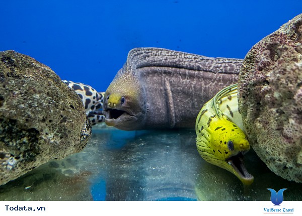 Viện Hải Dương Học Nha Trang - Ảnh 5