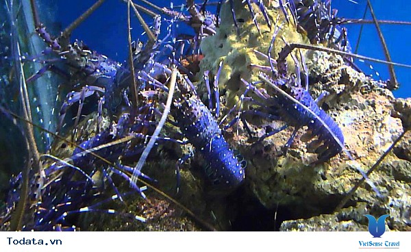 Viện Hải Dương Học Nha Trang - Ảnh 6