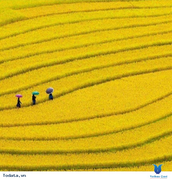 Vùng Núi Tây Bắc - Những Cung Đường Ngắm Mùa Lúa Vàng - Ảnh 4