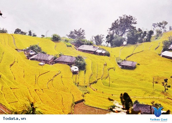 Vùng Núi Tây Bắc - Những Cung Đường Ngắm Mùa Lúa Vàng - Ảnh 1
