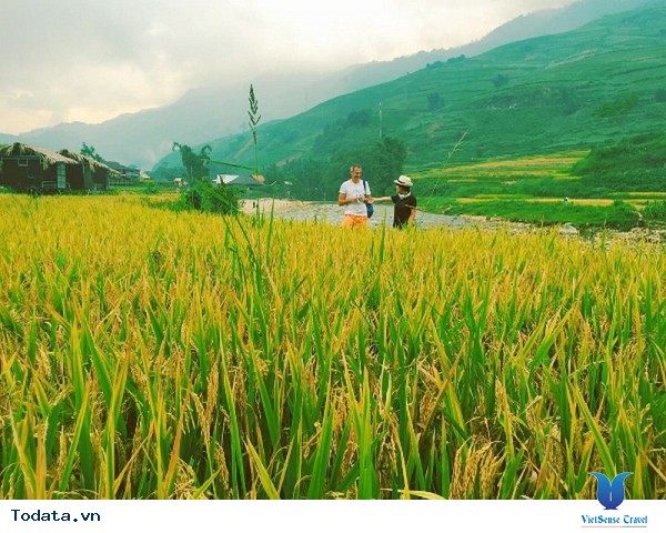 Vùng Núi Tây Bắc - Những Cung Đường Ngắm Mùa Lúa Vàng - Ảnh 5