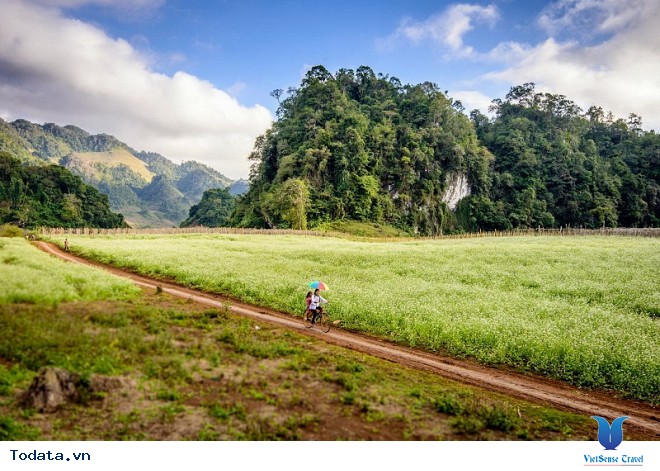 Tinh Khôi Đồng Hoa Cải Trắng Mộc Châu Ngày Cuối Thu Đầu Đông - Ảnh 3