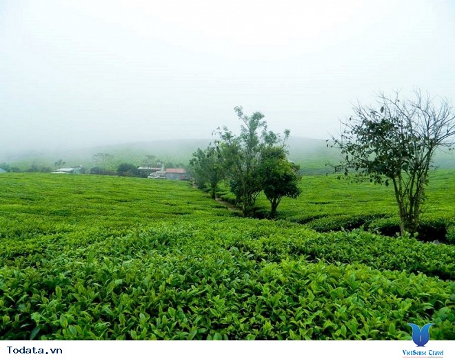Xách Balo Lên Mộc Châu Ngắm Hoa Cải Trắng Tinh Khôi Trong Cái Lạnh Đầu Đông - Ảnh 9 Xách Balo Lên Mộc Châu Ngắm Hoa Cải Trắng Tinh Khôi Trong Cái Lạnh Đầu Đông - Ảnh 9