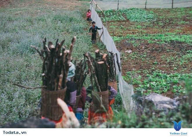 Xách Balo Lên Mộc Châu Ngắm Hoa Cải Trắng Tinh Khôi Trong Cái Lạnh Đầu Đông - Ảnh 7 Xách Balo Lên Mộc Châu Ngắm Hoa Cải Trắng Tinh Khôi Trong Cái Lạnh Đầu Đông - Ảnh 7