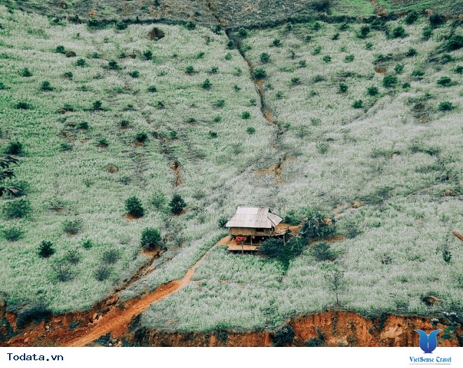 Xách Balo Lên Mộc Châu Ngắm Hoa Cải Trắng Tinh Khôi Trong Cái Lạnh Đầu Đông - Ảnh 4 Xách Balo Lên Mộc Châu Ngắm Hoa Cải Trắng Tinh Khôi Trong Cái Lạnh Đầu Đông - Ảnh 4