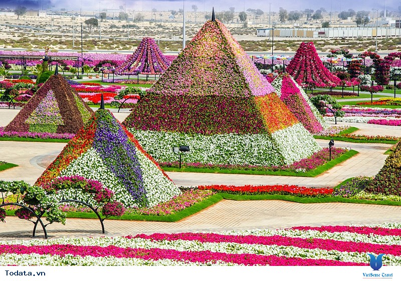 Dubai Khám Phá Vườn Hoa Khổng Lồ Giữa Lòng Sa Mạc - Ảnh 2 Dubai Khám Phá Vườn Hoa Khổng Lồ Giữa Lòng Sa Mạc - Ảnh 2