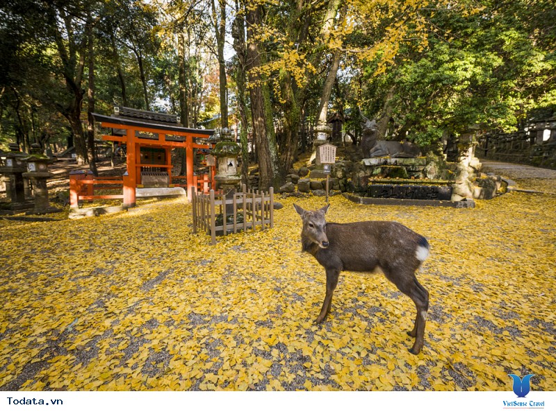 Nhật Bản Checkin Những Thành Phố Mang Đậm Dấu Tích Lịch Sử Của Xứ Phù Tang - Ảnh 1