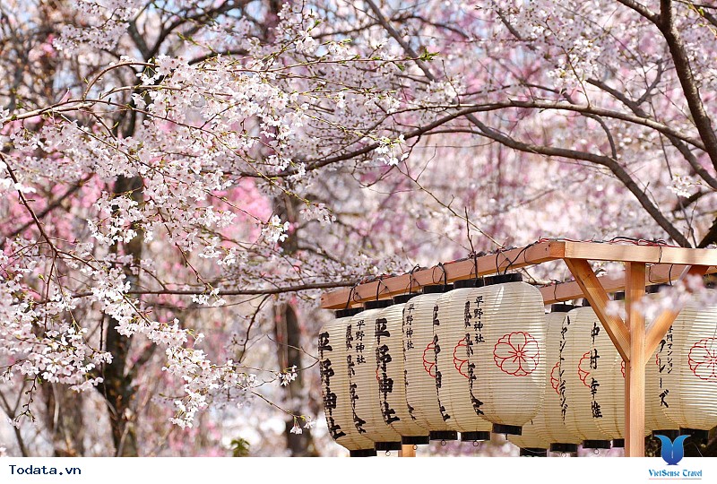 Du lịch Nhật Bản, Ngắm hoa anh đào nở, đón bình minh ở đất nước mặt trời mọc - Ảnh 3
