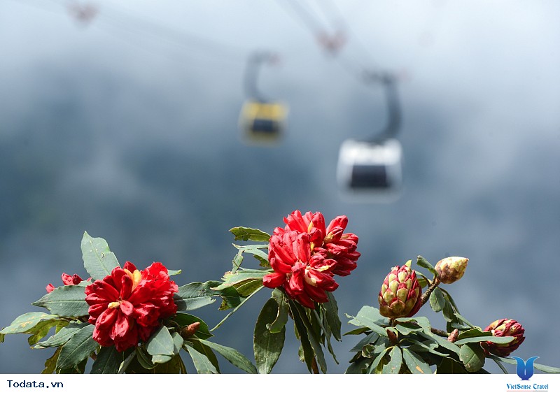 Du Lịch Sapa Mùa Hoa Đỗ Quyên - Hành Trình Thu Hút Đông Đảo Du Khách Nửa Đầu 2019 Của VietSense Travel - Ảnh 1
