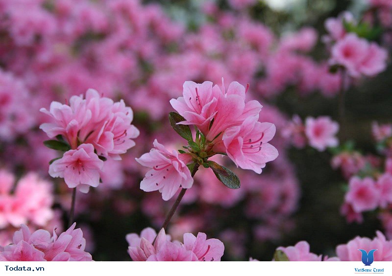 Du Lịch Sapa Mùa Hoa Đỗ Quyên - Hành Trình Thu Hút Đông Đảo Du Khách Nửa Đầu 2019 Của VietSense Travel - Ảnh 2