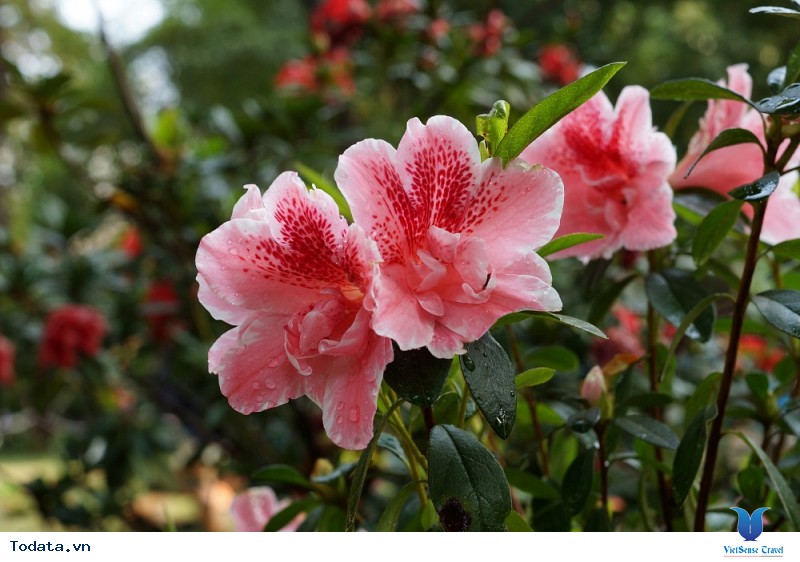 Du Lịch Sapa Mùa Hoa Đỗ Quyên - Hành Trình Thu Hút Đông Đảo Du Khách Nửa Đầu 2019 Của VietSense Travel - Ảnh 3