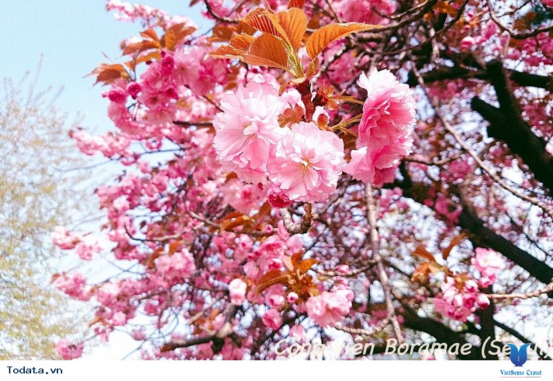 Đừng Bỏ Lỡ Cơ Hội Du Lịch Nhật Bản Ngắm Những Đợt Nở Hoa Cuối Mùa Của Loài Hoa Anh Đào Rực Rỡ - Ảnh 2 Đừng Bỏ Lỡ Cơ Hội Du Lịch Nhật Bản Ngắm Những Đợt Nở Hoa Cuối Mùa Của Loài Hoa Anh Đào Rực Rỡ - Ảnh 2