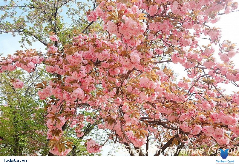 Đừng Bỏ Lỡ Cơ Hội Du Lịch Nhật Bản Ngắm Những Đợt Nở Hoa Cuối Mùa Của Loài Hoa Anh Đào Rực Rỡ - Ảnh 4 Đừng Bỏ Lỡ Cơ Hội Du Lịch Nhật Bản Ngắm Những Đợt Nở Hoa Cuối Mùa Của Loài Hoa Anh Đào Rực Rỡ - Ảnh 4