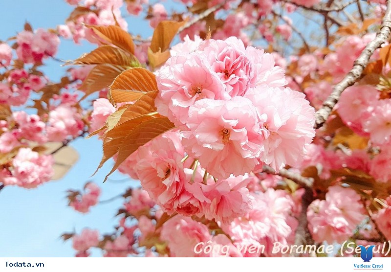 Đừng Bỏ Lỡ Cơ Hội Du Lịch Nhật Bản Ngắm Những Đợt Nở Hoa Cuối Mùa Của Loài Hoa Anh Đào Rực Rỡ - Ảnh 1 Đừng Bỏ Lỡ Cơ Hội Du Lịch Nhật Bản Ngắm Những Đợt Nở Hoa Cuối Mùa Của Loài Hoa Anh Đào Rực Rỡ - Ảnh 1