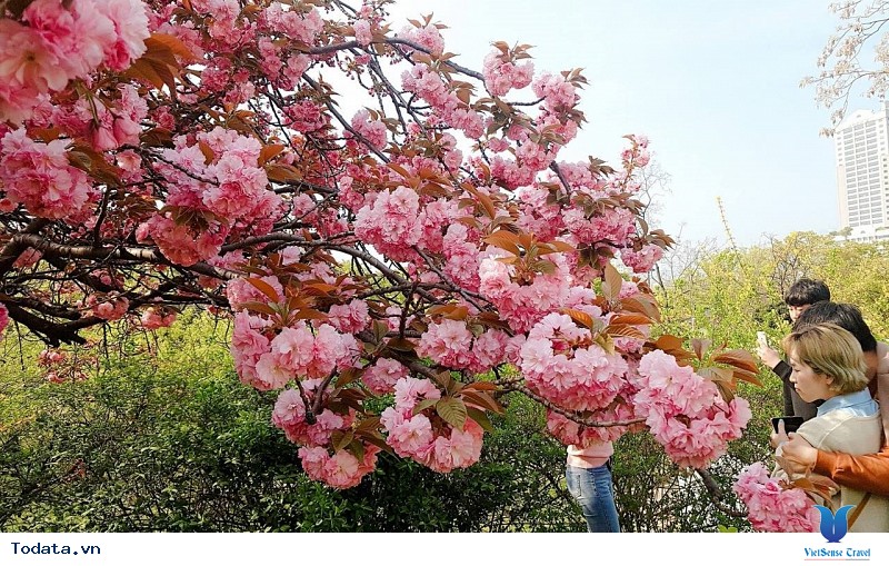 Đừng Bỏ Lỡ Cơ Hội Du Lịch Nhật Bản Ngắm Những Đợt Nở Hoa Cuối Mùa Của Loài Hoa Anh Đào Rực Rỡ - Ảnh 3 Đừng Bỏ Lỡ Cơ Hội Du Lịch Nhật Bản Ngắm Những Đợt Nở Hoa Cuối Mùa Của Loài Hoa Anh Đào Rực Rỡ - Ảnh 3