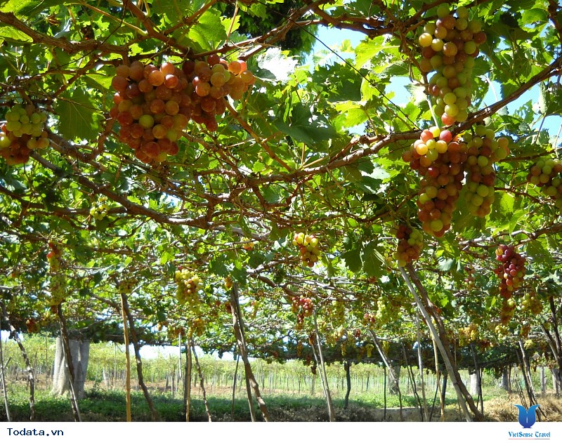 Giảm Giá Sốc Tour Bangkok - Pattaya 5 Ngày 4 Đêm Chỉ Với 6,5 Triệu Đồng - Ảnh 2