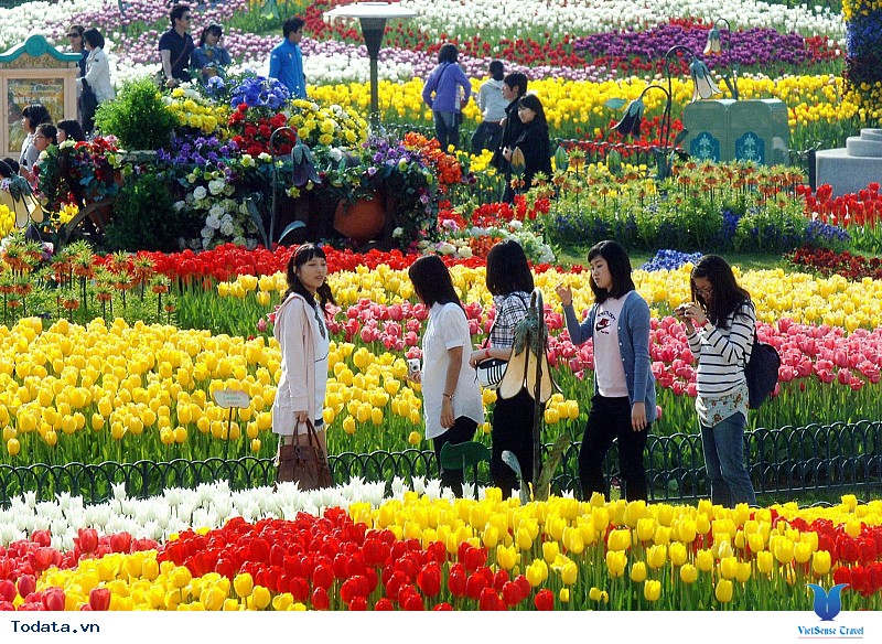 Hòa Mình Vào Lễ Hội Hoa Tulip Khi Đến Với Du Lịch Hàn Quốc Tháng 5 Này - Ảnh 1
