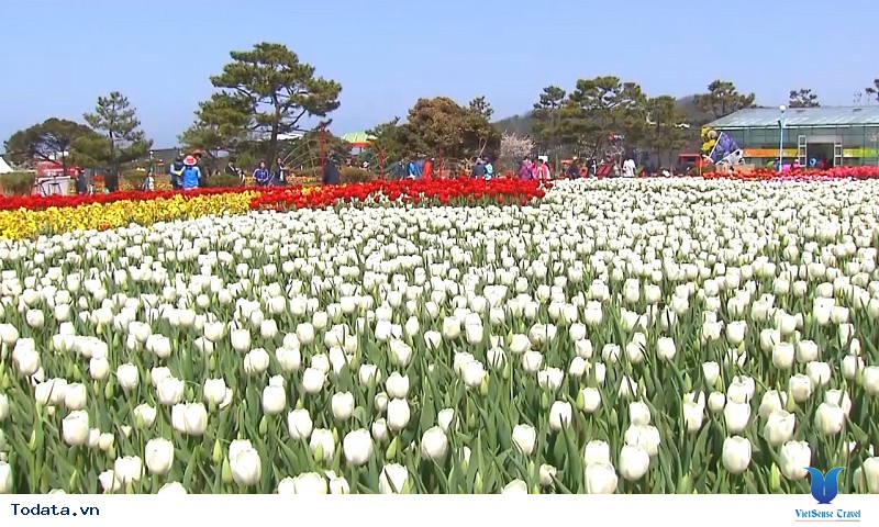 Hòa Mình Vào Lễ Hội Hoa Tulip Khi Đến Với Du Lịch Hàn Quốc Tháng 5 Này - Ảnh 2