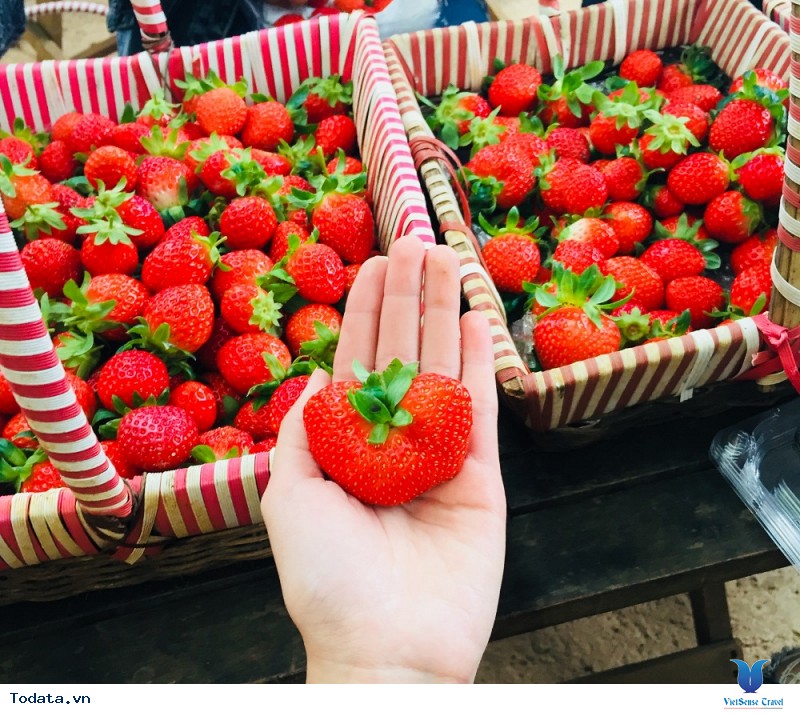 Hòa Mình Vào Lễ Hội Hoa Tulip Khi Đến Với Du Lịch Hàn Quốc Tháng 5 Này - Ảnh 3