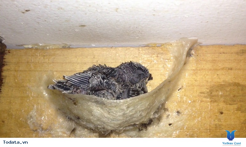 Khám Phá Điểm Đến Nha Trang Và Hiểu Hơn Về Loài Chim Yến Đặc Biệt - Ảnh 2