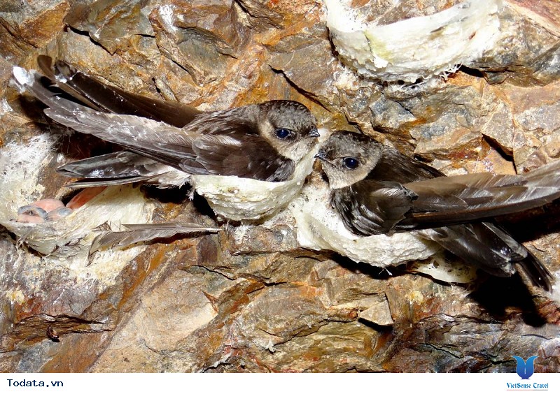 Khám Phá Điểm Đến Nha Trang Và Hiểu Hơn Về Loài Chim Yến Đặc Biệt - Ảnh 3