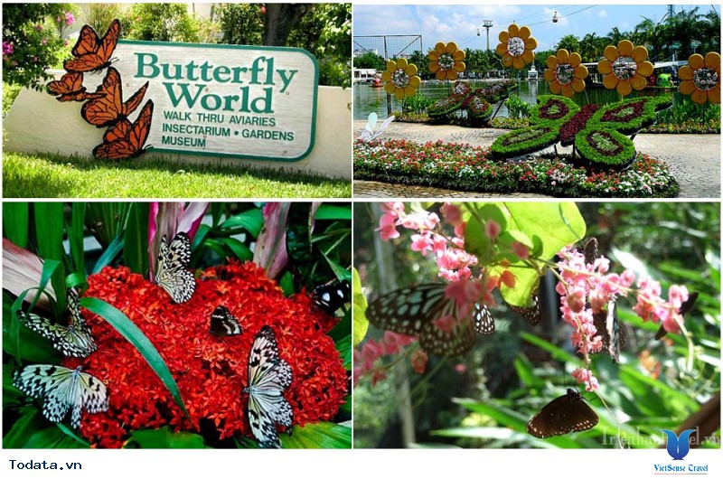 Lạc vào chốn thần tiên tại Vườn bướm Butterfly Garden ở Phuket - Ảnh 2