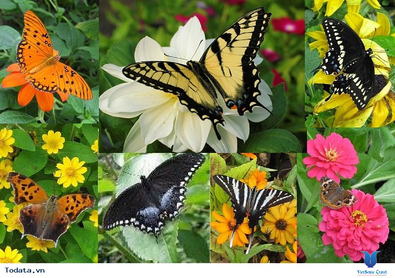 Lạc vào chốn thần tiên tại Vườn bướm Butterfly Garden ở Phuket - Ảnh 3