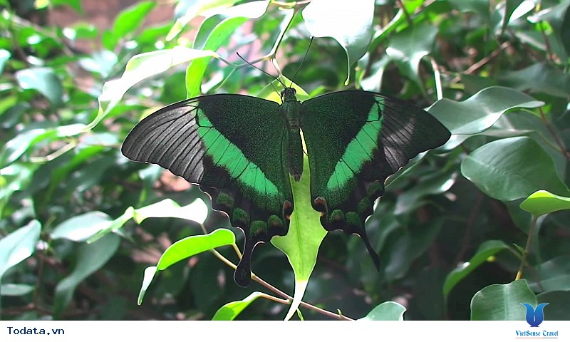 Lạc vào chốn thần tiên tại Vườn bướm Butterfly Garden ở Phuket - Ảnh 4