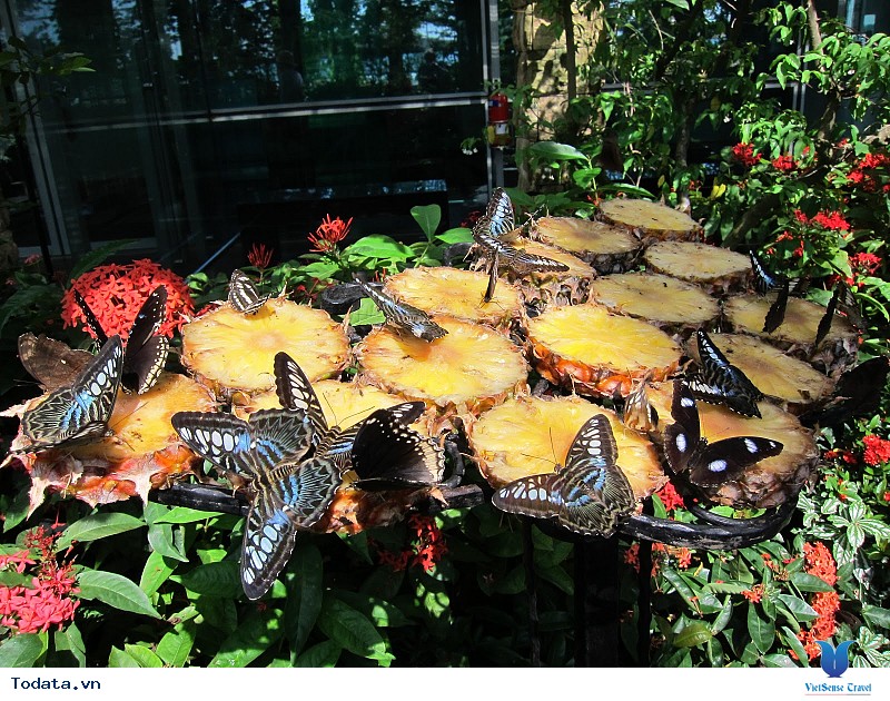Lạc vào chốn thần tiên tại Vườn bướm Butterfly Garden ở Phuket - Ảnh 5