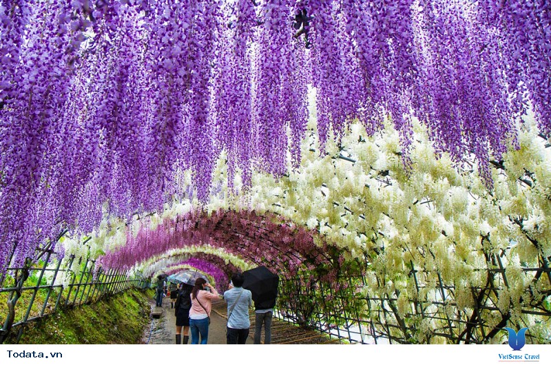 Mãn Nhãn Với Thiên Đường Hoa Tử Đằng Nở Rộ Khi Đi Du Lịch Nhật Bản - Ảnh 1 Mãn Nhãn Với Thiên Đường Hoa Tử Đằng Nở Rộ Khi Đi Du Lịch Nhật Bản - Ảnh 1