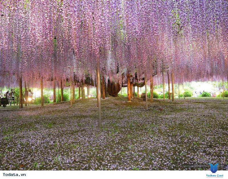 Mãn Nhãn Với Thiên Đường Hoa Tử Đằng Nở Rộ Khi Đi Du Lịch Nhật Bản - Ảnh 3 Mãn Nhãn Với Thiên Đường Hoa Tử Đằng Nở Rộ Khi Đi Du Lịch Nhật Bản - Ảnh 3
