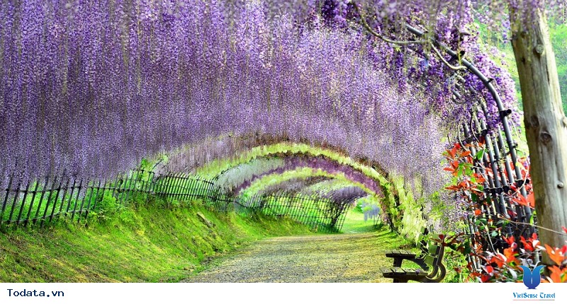 Mãn Nhãn Với Thiên Đường Hoa Tử Đằng Nở Rộ Khi Đi Du Lịch Nhật Bản - Ảnh 2 Mãn Nhãn Với Thiên Đường Hoa Tử Đằng Nở Rộ Khi Đi Du Lịch Nhật Bản - Ảnh 2
