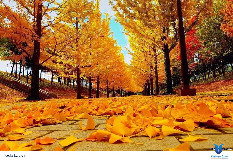 Mùa thu Hàn có gì mà lại khiến dân tình mê mệt đến thế? - Ảnh 1 Mùa thu Hàn có gì mà lại khiến dân tình mê mệt đến thế? - Ảnh 1