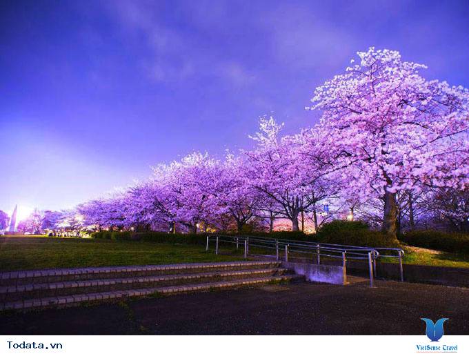 Những Điểm Đến Ngắm Hoa Anh Đào Ít Người Biết Tại Nhật Bản - Ảnh 2 Những Điểm Đến Ngắm Hoa Anh Đào Ít Người Biết Tại Nhật Bản - Ảnh 2
