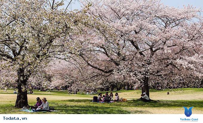 Những Điểm Đến Ngắm Hoa Anh Đào Ít Người Biết Tại Nhật Bản - Ảnh 3 Những Điểm Đến Ngắm Hoa Anh Đào Ít Người Biết Tại Nhật Bản - Ảnh 3