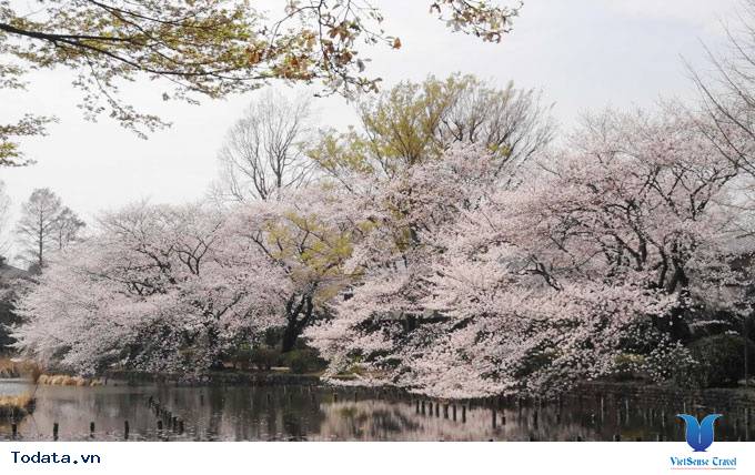 Những Điểm Đến Ngắm Hoa Anh Đào Ít Người Biết Tại Nhật Bản - Ảnh 1 Những Điểm Đến Ngắm Hoa Anh Đào Ít Người Biết Tại Nhật Bản - Ảnh 1