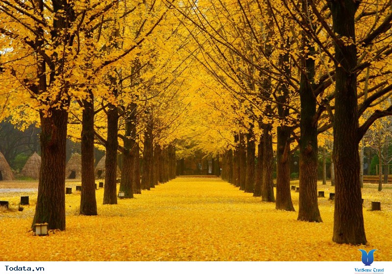 Những lý do bạn không nên bỏ qua Hàn Quốc trong mùa thu này - Ảnh 1