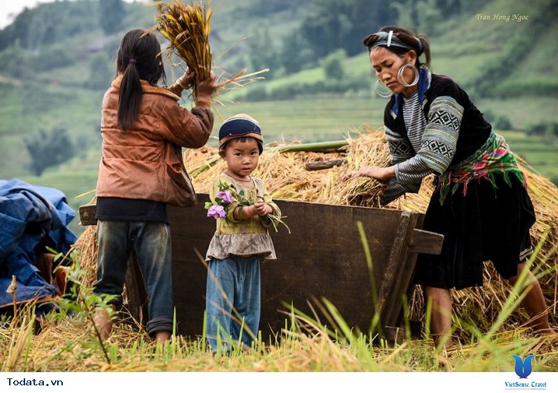 Sắc Thu Chảy Vàng Ruộng Bậc Thang Mù Cang Chải - Ảnh 11