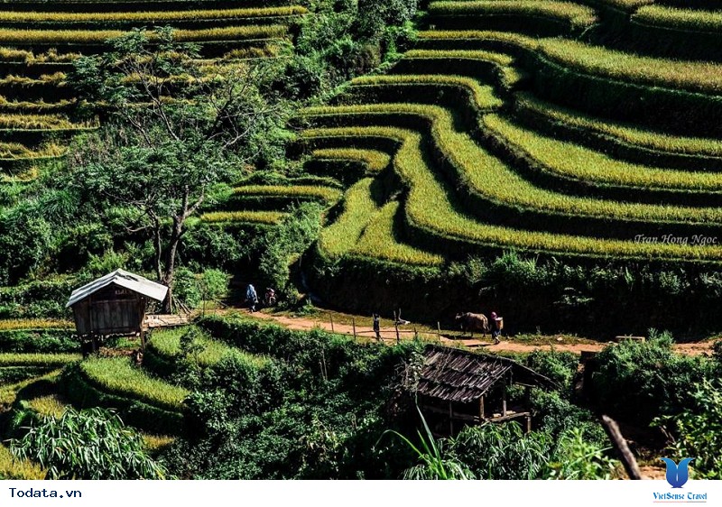 Sắc Thu Chảy Vàng Ruộng Bậc Thang Mù Cang Chải - Ảnh 8