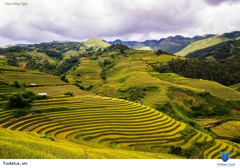 Sắc Thu Chảy Vàng Ruộng Bậc Thang Mù Cang Chải - Ảnh 6