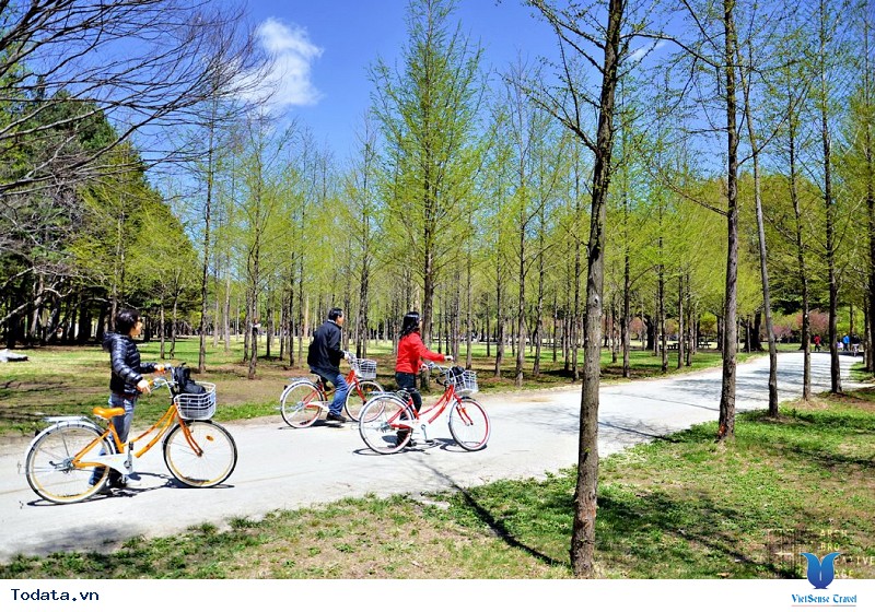 Vì sao đảo Nami Hàn Quốc luôn thu hút khách du lịch? - Ảnh 1