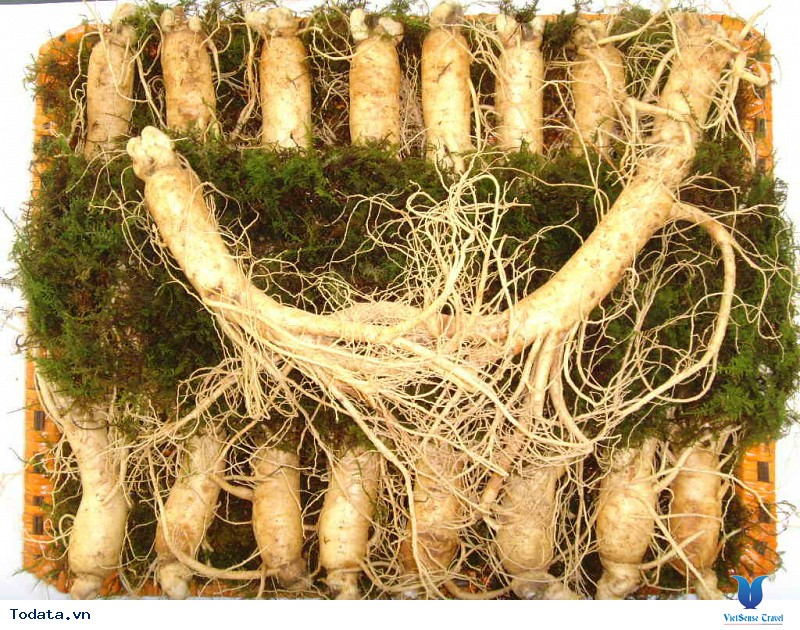 Vi vu Hàn Quốc ngắm mùa thu lá đỏ nhuộm màu trời - Ảnh 4 Vi vu Hàn Quốc ngắm mùa thu lá đỏ nhuộm màu trời - Ảnh 4