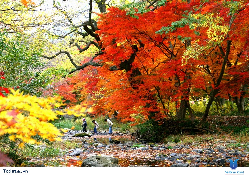 Vi vu Hàn Quốc ngắm mùa thu lá đỏ nhuộm màu trời - Ảnh 2 Vi vu Hàn Quốc ngắm mùa thu lá đỏ nhuộm màu trời - Ảnh 2