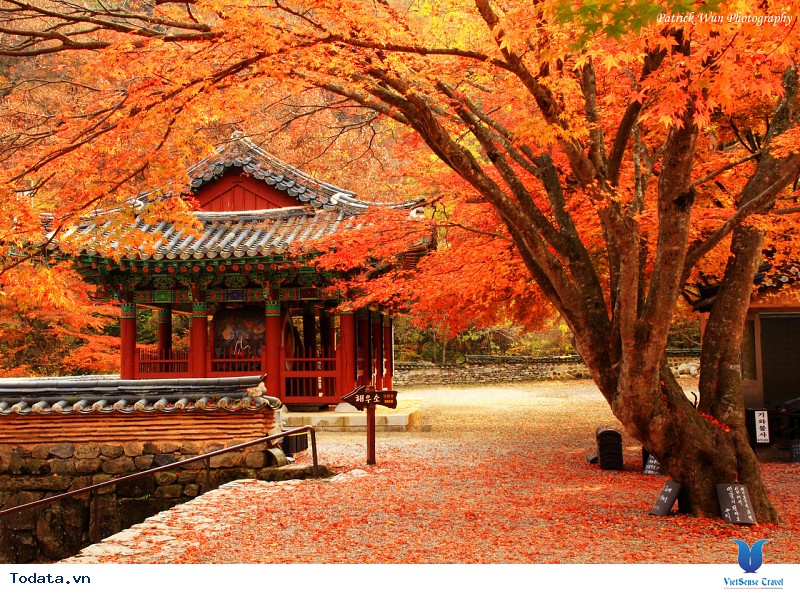 Vi vu Hàn Quốc ngắm mùa thu lá đỏ nhuộm màu trời - Ảnh 1 Vi vu Hàn Quốc ngắm mùa thu lá đỏ nhuộm màu trời - Ảnh 1