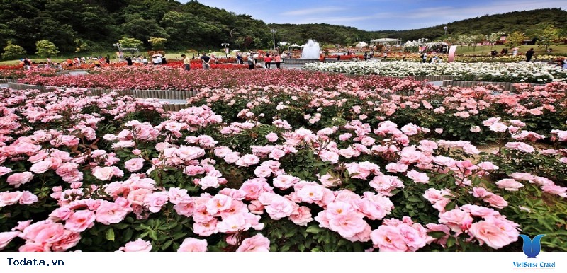 VietSense Travel Chào Hè Bằng Chùm Tour Du Lịch Hàn Quốc Khuyến Mại Ngập Tràn Hướng Tới Lễ Hội Hoa Hồng Lớn Nhất Xứ Kim Chi - Ảnh 5 VietSense Travel Chào Hè Bằng Chùm Tour Du Lịch Hàn Quốc Khuyến Mại Ngập Tràn Hướng Tới Lễ Hội Hoa Hồng Lớn Nhất Xứ Kim Chi - Ảnh 5